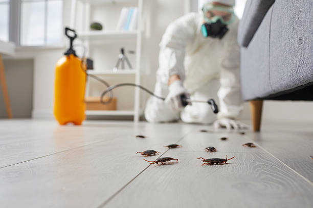 Post-Treatment Bed Bug Interceptor Monitoring in Lisle